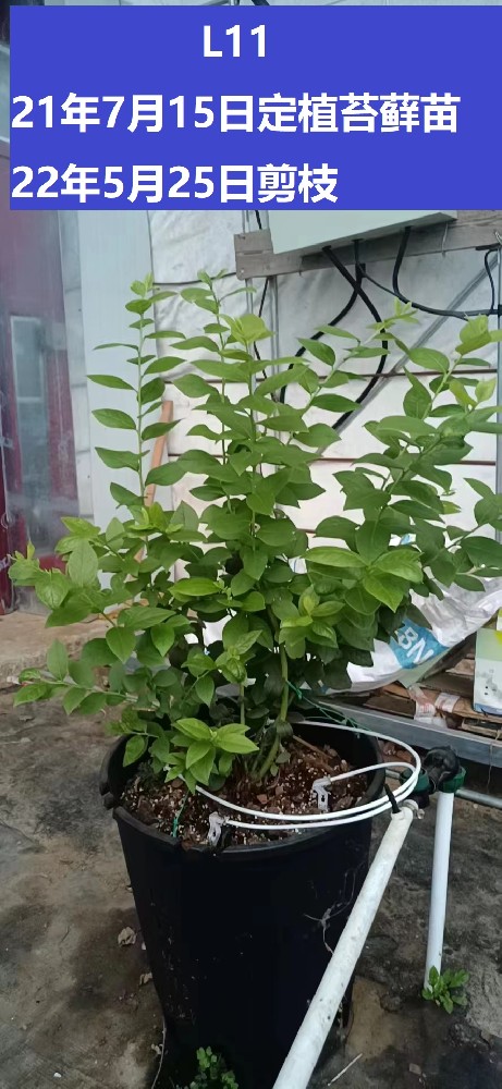 兩年的基質(zhì)藍(lán)莓種植經(jīng)驗(yàn)